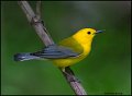 _0SB9506 prothonotary warbler